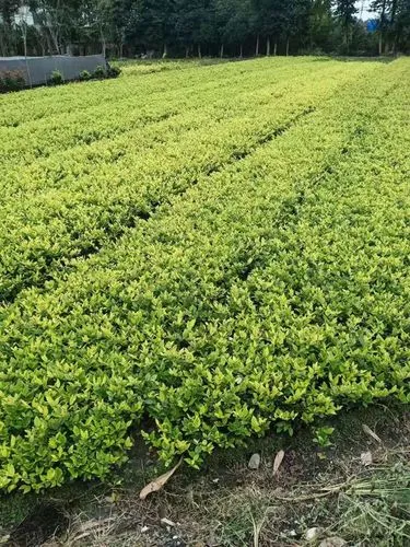 米乐m6官网：网球拍手柄断了怎么处理